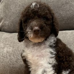 Boy 3 - Labradoodle puppy in Texas from Freedom Pines Doodles