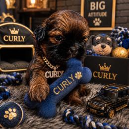 Boy 3 - Black male Shih Tzu puppy in Detroit, Michigan from Friends4everkennel LLC