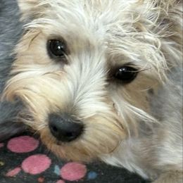 Ivory - Yorkshire Terrier