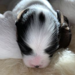 Papillon Puppies from Azure Papillons
