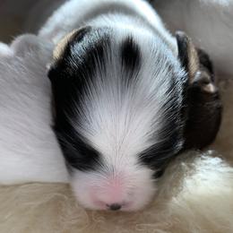 Papillon Puppies from Azure Papillons