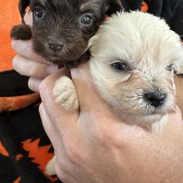 Miniature Schnauzer Puppies from Larsen’s Adorable Pups