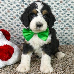 Bernedoodle and Goldendoodle Puppies from Doodles are Amazing