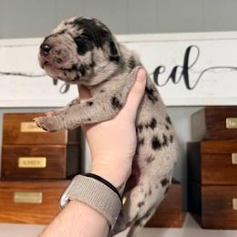Drake - Merle male Great Dane puppy in Jerusalem, Arkansas from Mara Danes