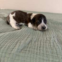 Sage - Piebald female Dachshund puppy in Athens, Alabama from 4 Moore Ranch