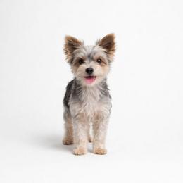 Miles - Yorkshire Terrier