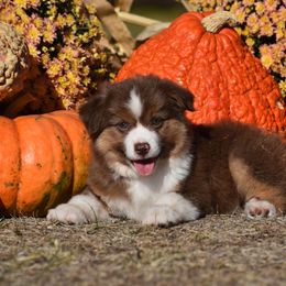 Dorothy - Red Miniature Australian Shepherd puppy in Redfield, Kansas from CY Ranch Aussies