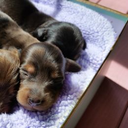 Dachshund Puppies from Short Stuff Doxies