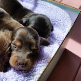 Dachshund Puppies from Short Stuff Doxies