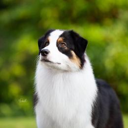 Raven - Australian Shepherd