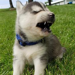 Dalmatians and Siberian Huskies from hnbhuskies