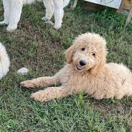 Goldendoodles from Hampton Roads Doodles