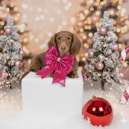 Serenity - Dachshund