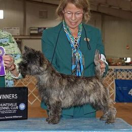 Lawson - Cairn Terrier