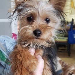 Yorkshire Terriers from Houp House Yorkies