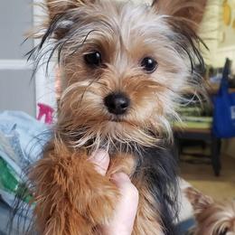 Yorkshire Terriers from Houp House Yorkies