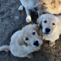 Golden Retriever Puppies from OPK Goldens