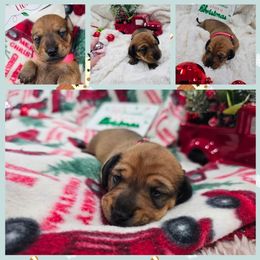 Lacie - Red female Dachshund puppy in Fenton, Michigan from Always Darling Dachshunds