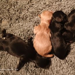 Butterscotch - Cream and white male Shih Tzu puppy in Austin, Minnesota from Bearpaw Shih Tzus