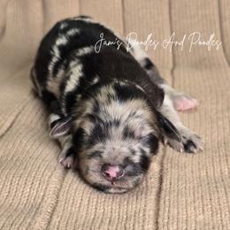 Girl 5 - Merle female Sheepadoodle puppy in Cleveland, Georgia from Jam's Doodles And Poodles