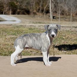 Leprechaun - White and blue brindle male Whippet puppy in Gentry, Arkansas from Mardel Robeson of Mulberry Hollow Whippets