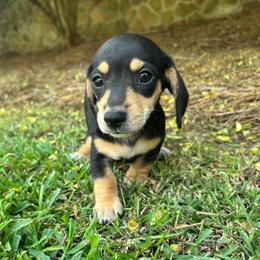 Harbor - Black and tan female Dachshund puppy in Bremen, Georgia from Asapp’s Sweet and Spicy Dachshunds