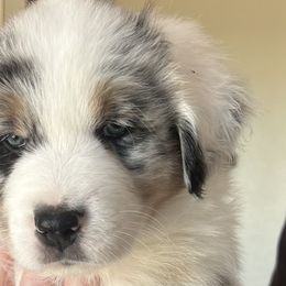 Lucy in the sky with diamonds - Blue merle Australian Shepherd puppy in Allenton, Wisconsin from Jump Jivin Aussies
