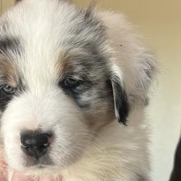 Lucy in the sky with diamonds - Blue merle Australian Shepherd puppy in Allenton, Wisconsin from Jump Jivin Aussies