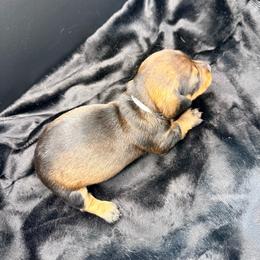 Gray - Wild boar female Dachshund puppy in South Fulton, Tennessee from Stiles' Mini Doxies