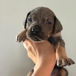 Blue Tan Point (1) - Blue male Great Dane puppy in Kimball, Michigan from Starlight Danes