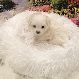 Sparkles - White female Maltese puppy in North Myrtle Beach, South Carolina from Perfect Puppies