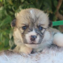 Boy 5 - Red male Pembroke Welsh Corgi puppy in Caliente, California from Rafter Cross 7