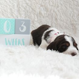 Bellini - English Springer Spaniel puppy from Spellcraft Springers
