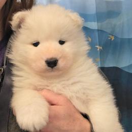 Purple girl - White female Samoyed puppy in Elwell, Michigan from Limelight Samoyeds