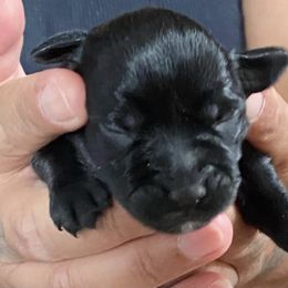 Miniature Schnauzer Puppies from G2G BREEDER