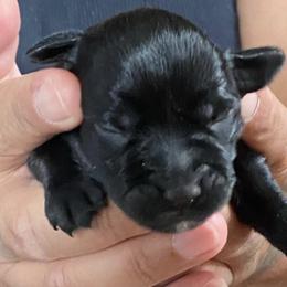 Miniature Schnauzer Puppies from G2G BREEDER