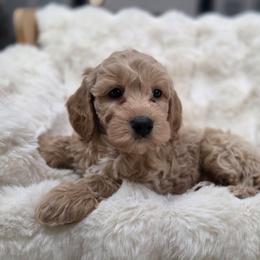 Pink Slush - Apricot female Goldendoodle puppy in North Royalton, Ohio from Johnson's Doodles
