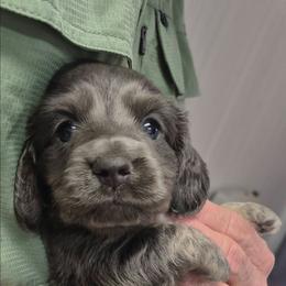 Quinn - Gray (blue) and tan male Dachshund puppy in Randolph, Texas from Spindle's Little Treasures