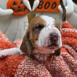 Maid - Mahogany and white female Basset Hound puppy in Big Rapids, Michigan from Basket Hound Bassets