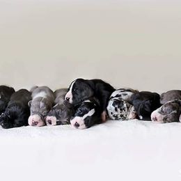 Great Dane Puppies from Chuck City Danes