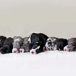 Great Dane Puppies from Chuck City Danes