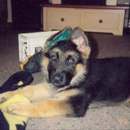 German Shepherd Puppies from Tannhauser German Shepherds