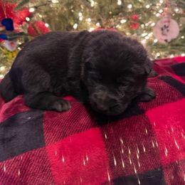 ANGEL - Black female German Shepherd puppy in Coats, North Carolina from T'S SHEPHERDS