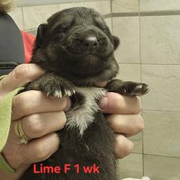 Girl 5 - female German Shepherd puppy in Rome, Georgia from Patriot Shepherds