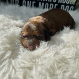 Dachshund and Great Dane Puppies from Florida Mini Dachshunds