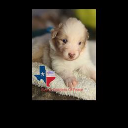 Australian Shepherd Puppies from Firelight Australian Shepherds