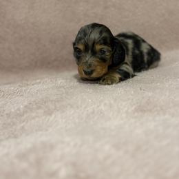 Lexi - Dapple female Dachshund puppy in Dawson, Alabama from Bells Dashing Dachshunds