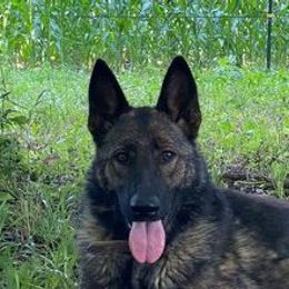 Kata - German Shepherd