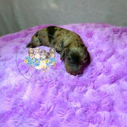 Fern - Dapple female Dachshund puppy in Cave City, Kentucky from Mammoth Cave Dachshunds