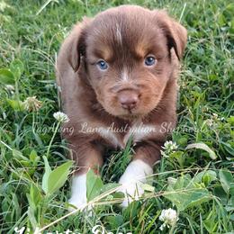 Liberty rose - Red tri female Miniature Australian Shepherd puppy in Muskogee, Oklahoma from Tagalong Lane Australian shepherds